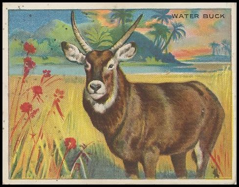 75 Water Buck